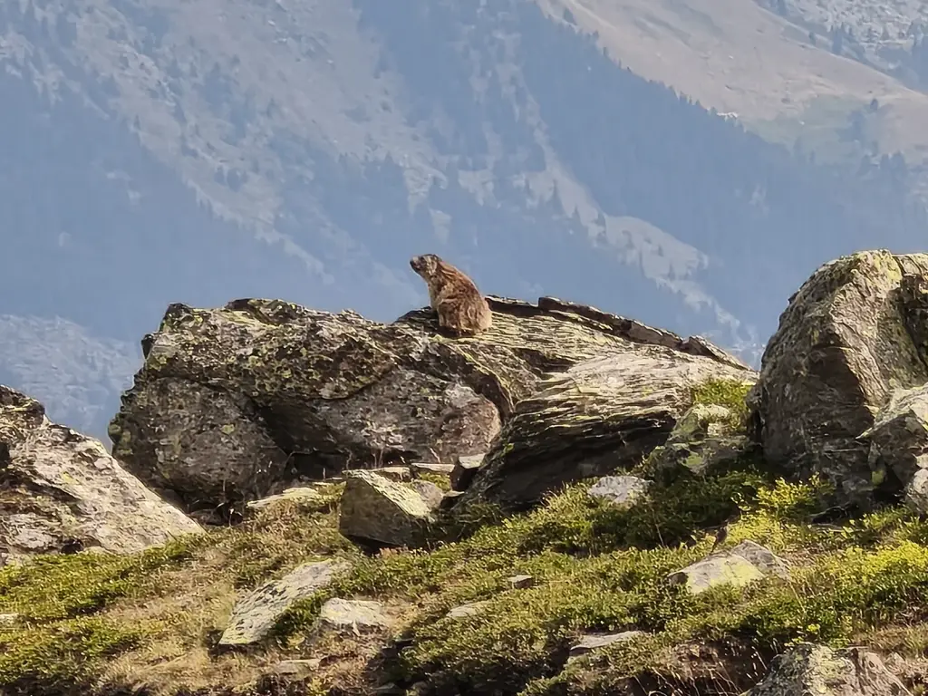 Vue sur les marmottes